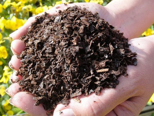 养花需要重视细节,不会养花花儿却生长得很好