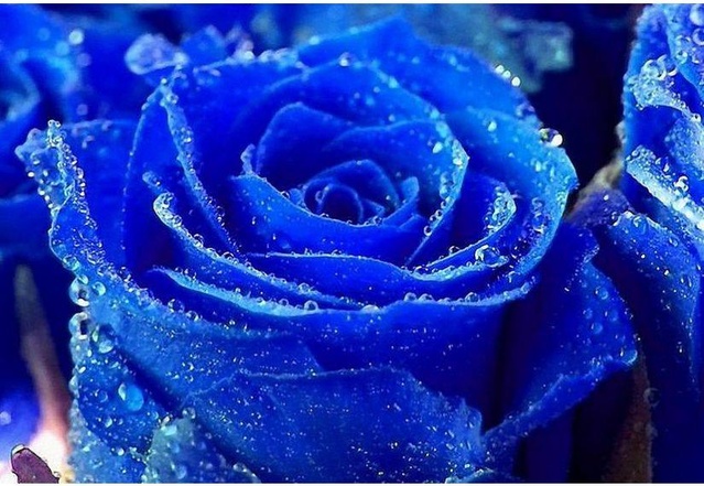 各种颜色的玫瑰花代表什么花语,玫瑰花的不同颜色的花语和寓意