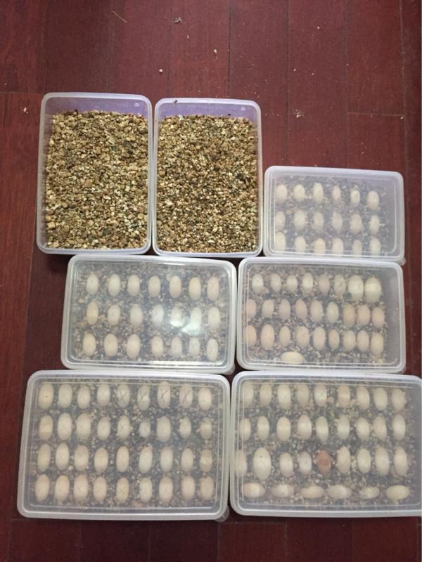 龟蛋买回家孵化温度湿度,龟低温孵化湿度