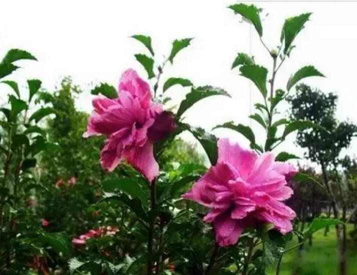 关于新加坡国花知识,新加坡的国花叫什么名字