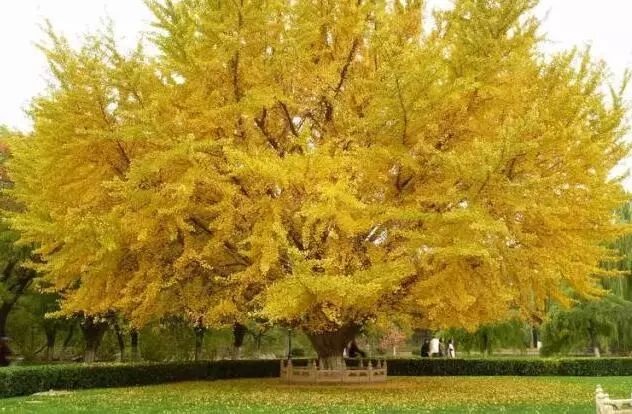 京城赏秋打卡胜地,京城赏荷最佳路线图