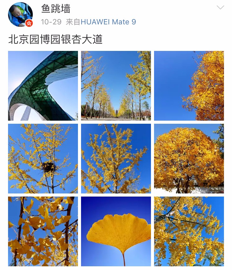 京城赏秋打卡胜地,京城赏荷最佳路线图