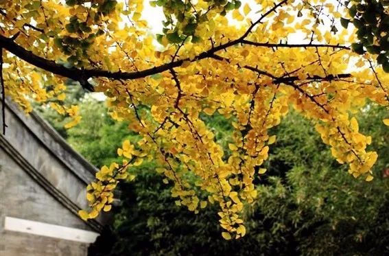 京城赏秋打卡胜地,京城赏荷最佳路线图