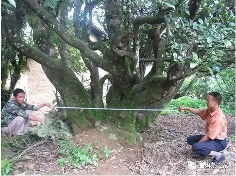 白莺山古树普洱茶价格,2024年白莺山普洱茶怎么样