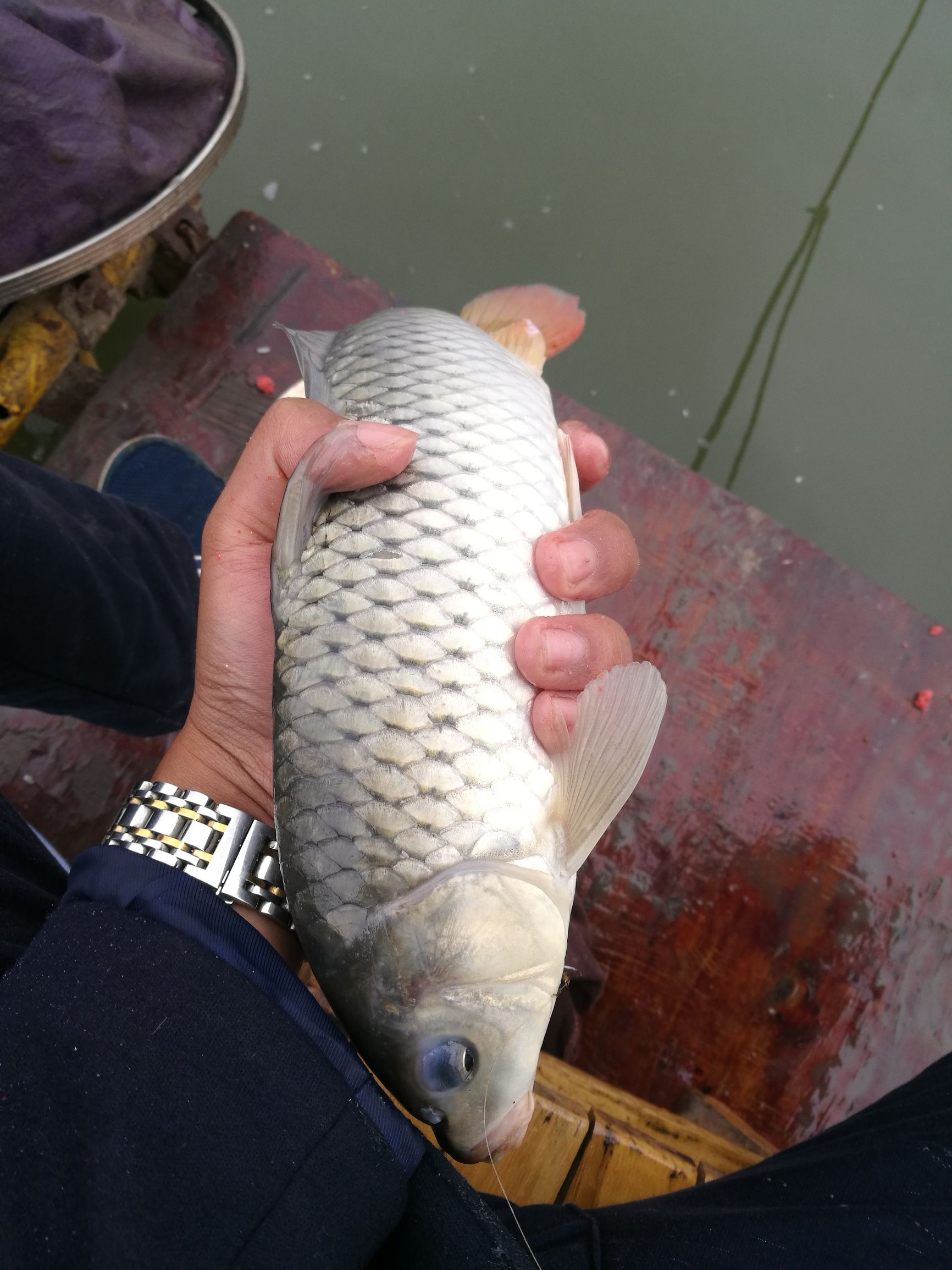 钓鲫鱼浮漂如何收竿,鱼坑钓鲫鱼规避大鱼技巧