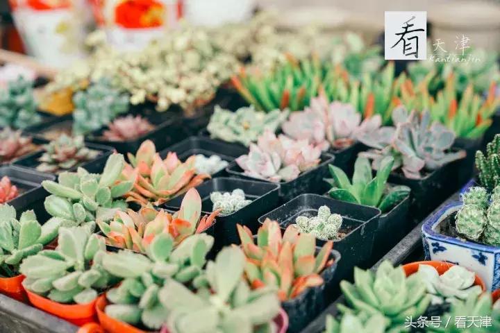 天津宝鸡道花鸟鱼虫市场地铁,宝鸡道花鸟鱼虫市场天津