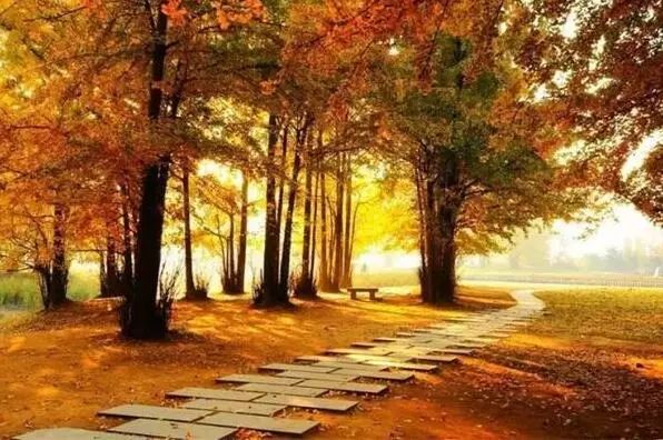 京城赏秋打卡胜地,京城赏荷最佳路线图