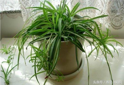 金鱼吊兰叶黄掉叶子怎么办,吊兰黄叶怎么修剪图解