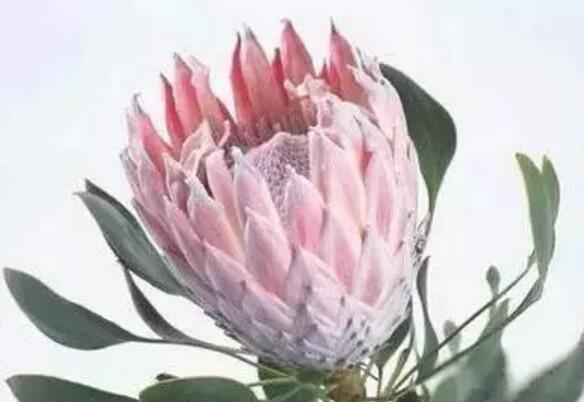 关于新加坡国花知识,新加坡的国花叫什么名字