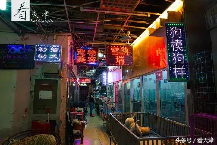 天津宝鸡道花鸟鱼虫市场地铁,宝鸡道花鸟鱼虫市场天津