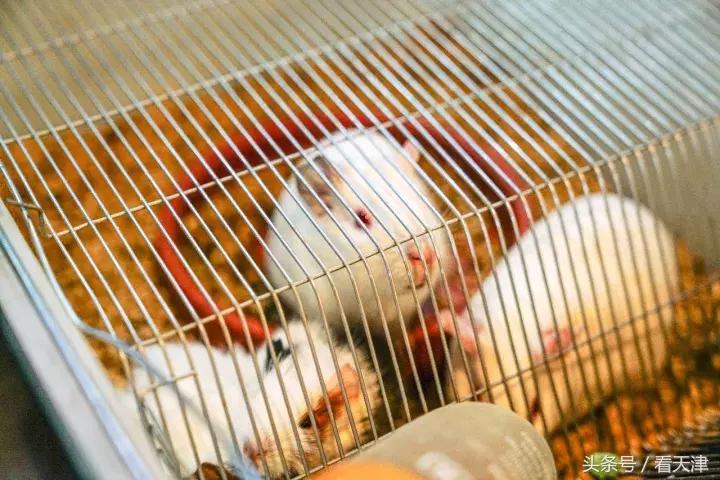 天津宝鸡道花鸟鱼虫市场地铁,宝鸡道花鸟鱼虫市场天津