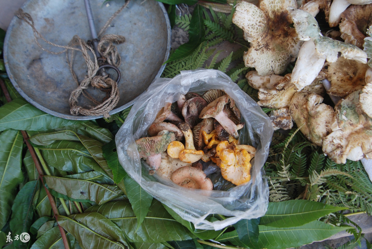 为什么现在城里人喜欢吃野菜,为什么现代人吃野生动物不易得病