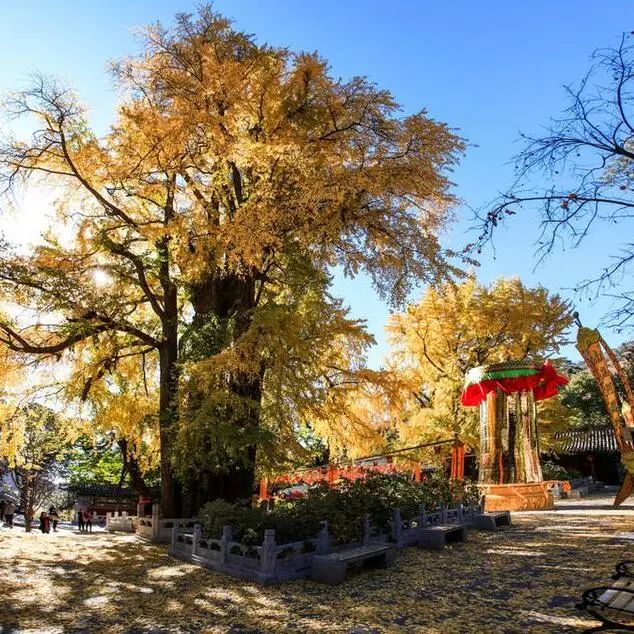 京城赏荷地图高清版,京城赏玉兰最全地图