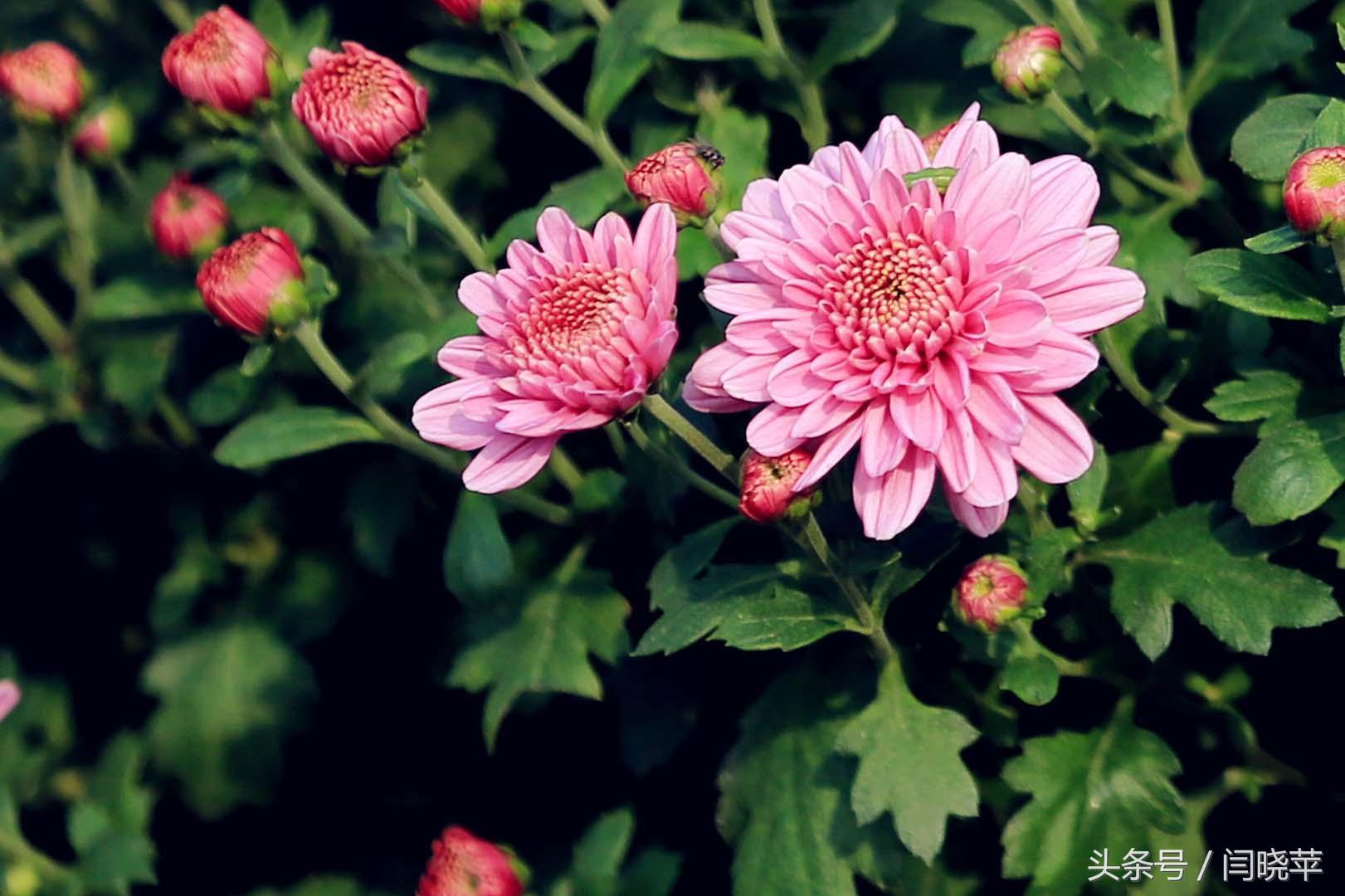 悠然菊影从何觅？南山菊姿下龙亭