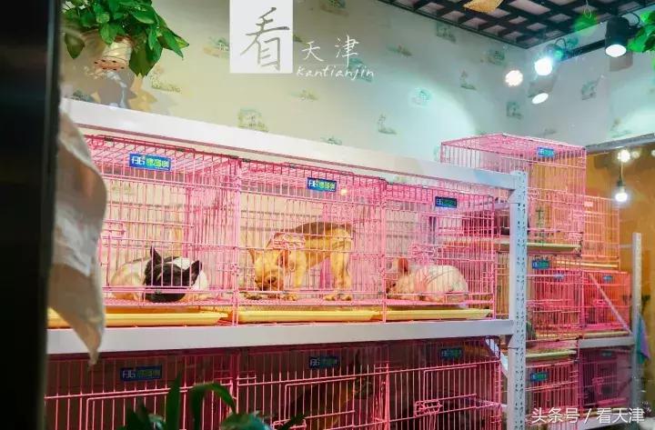 天津宝鸡道花鸟鱼虫市场鹦鹉全吗,天津市宝鸡道花鸟鱼虫市场文玩