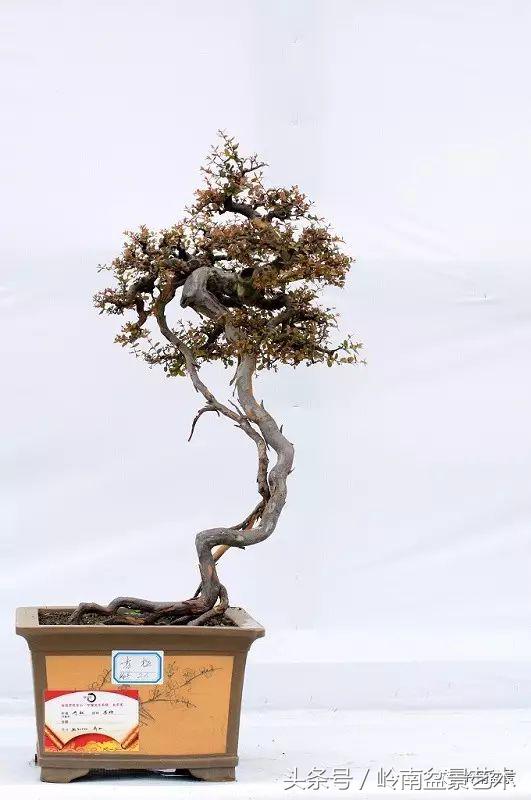 雀梅盆景价格在五千元至二万元的,经典中式庭院雀梅盆景100万以上