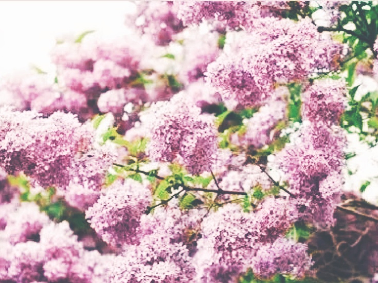 全球十大最美的国花,所有国家的国花大全