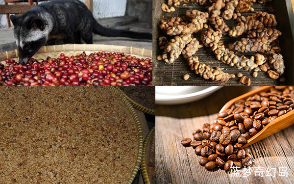 从猫屎咖啡解构资本+权威+知识的威力