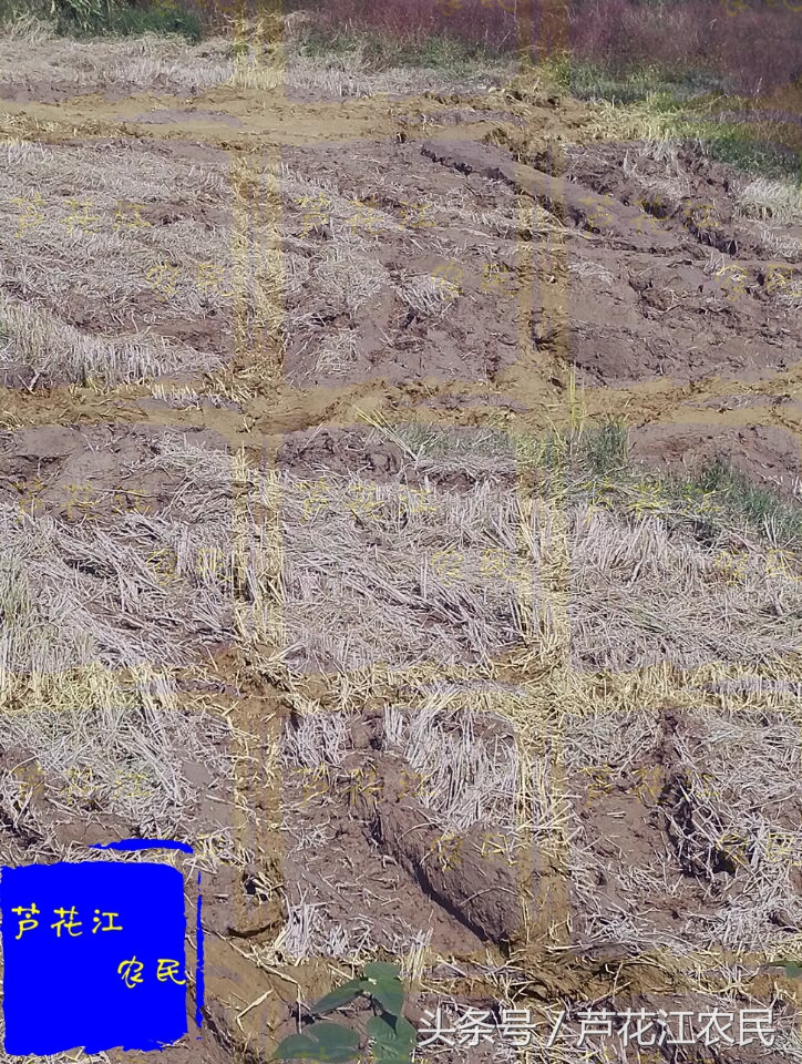 雷沃rg50超越版收割机,福田雷沃rg50超越版多少钱