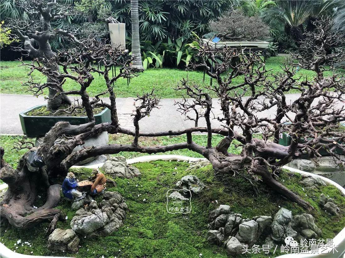 精品盆景雀梅杜鹃罗汉松,最美的100盆雀梅盆景建议收藏