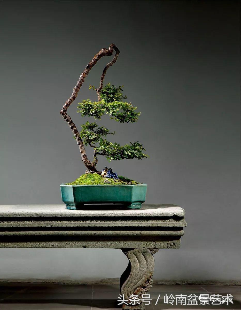 精品盆景雀梅杜鹃罗汉松,最美的100盆雀梅盆景建议收藏