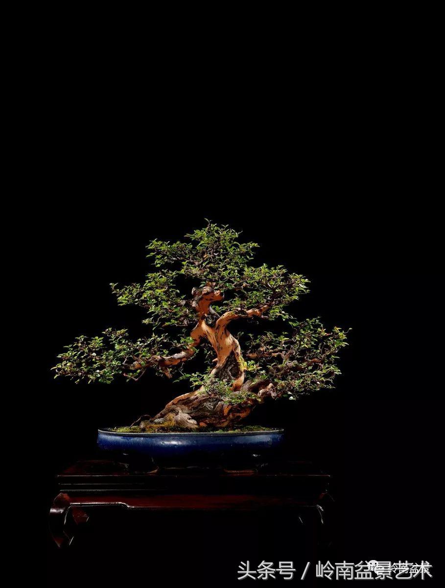 精品盆景雀梅杜鹃罗汉松,最美的100盆雀梅盆景建议收藏