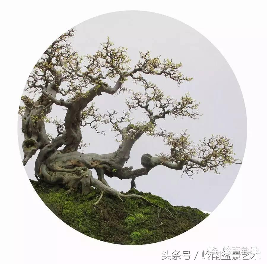 雀梅盆景100幅欣赏,珍藏雀梅盆景图片