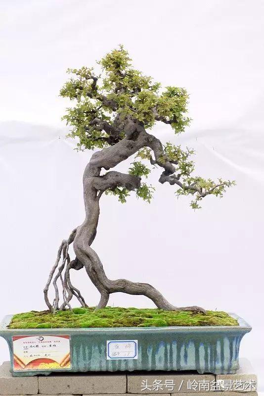 雀梅盆景100幅欣赏,珍藏雀梅盆景图片