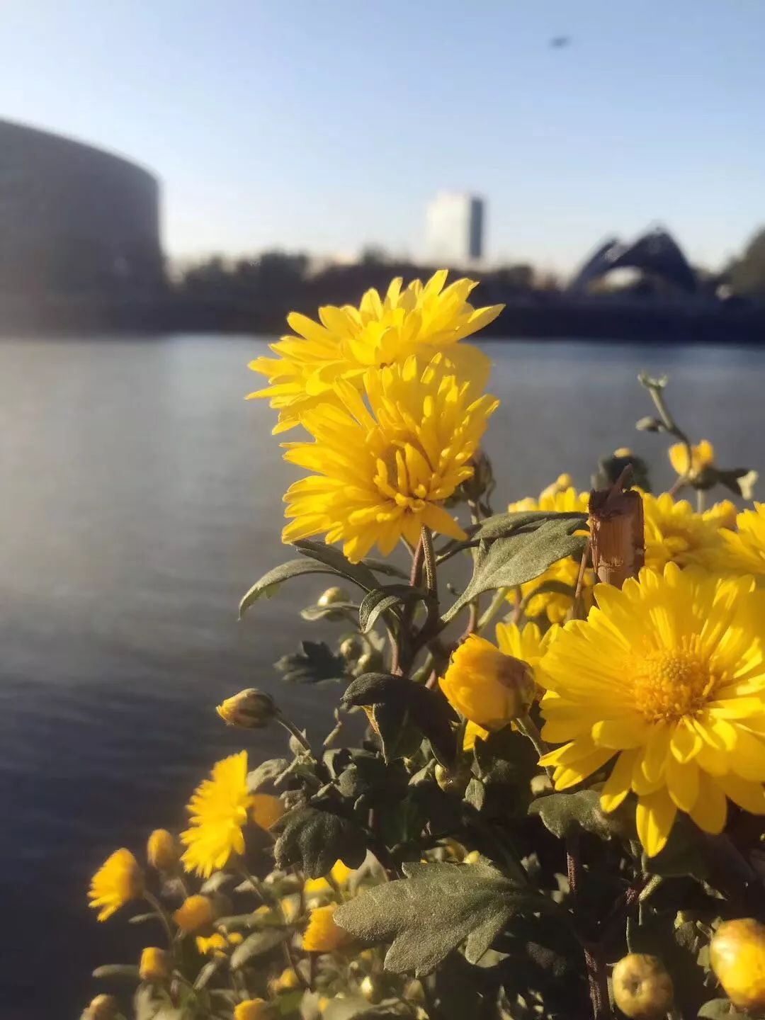 手机摄影作品赏析,手机摄影作品也可以美不胜收