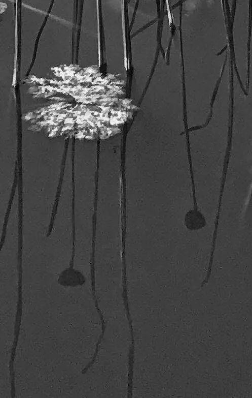 手机摄影作品赏析,手机摄影作品也可以美不胜收