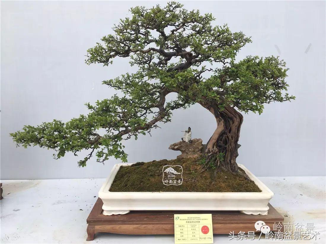 雀梅盆景价格在五千元至二万元的,经典中式庭院雀梅盆景100万以上