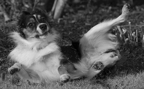 k-9训犬教学视频,k9训犬科目