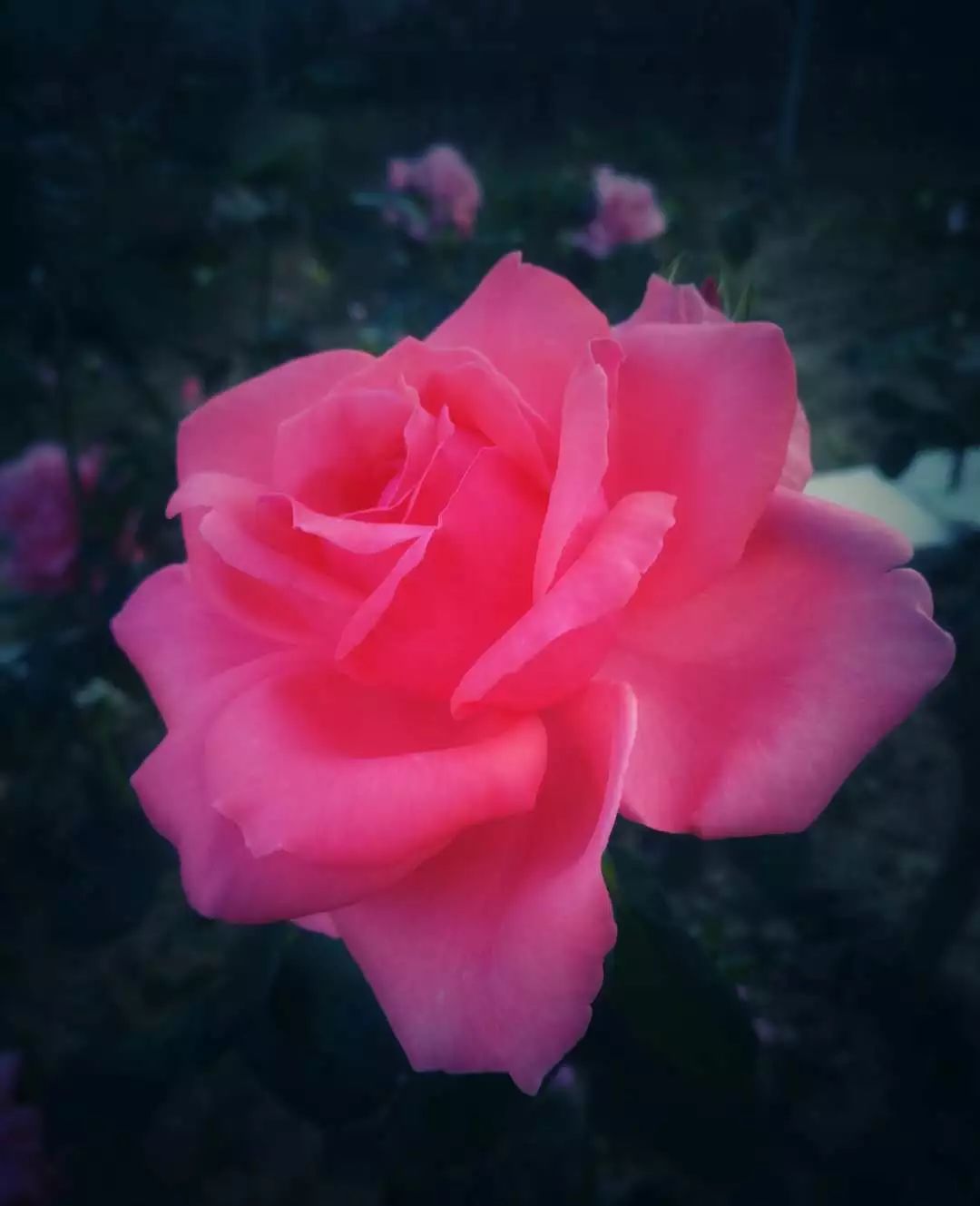 手机摄影作品也可以美不胜收,秋天手机摄影作品欣赏