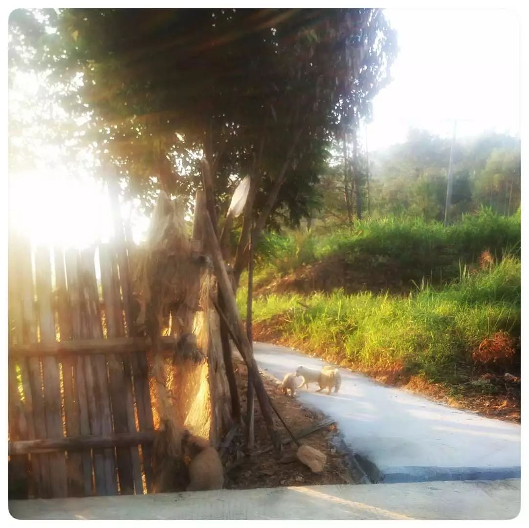 手机摄影作品也可以美不胜收,秋天手机摄影作品欣赏