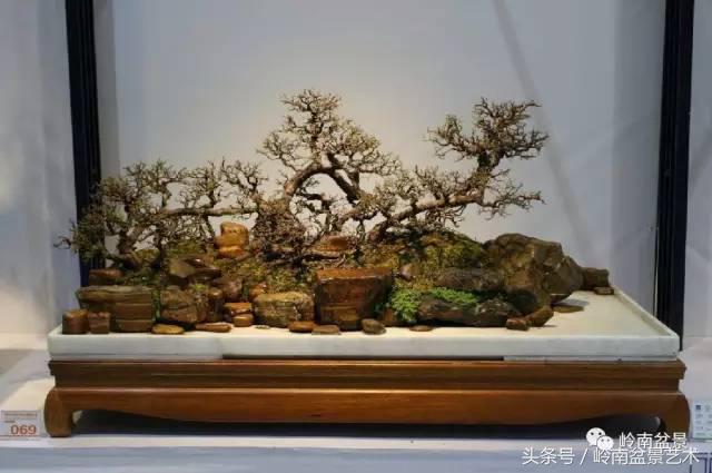 精品盆景雀梅杜鹃罗汉松,最美的100盆雀梅盆景建议收藏