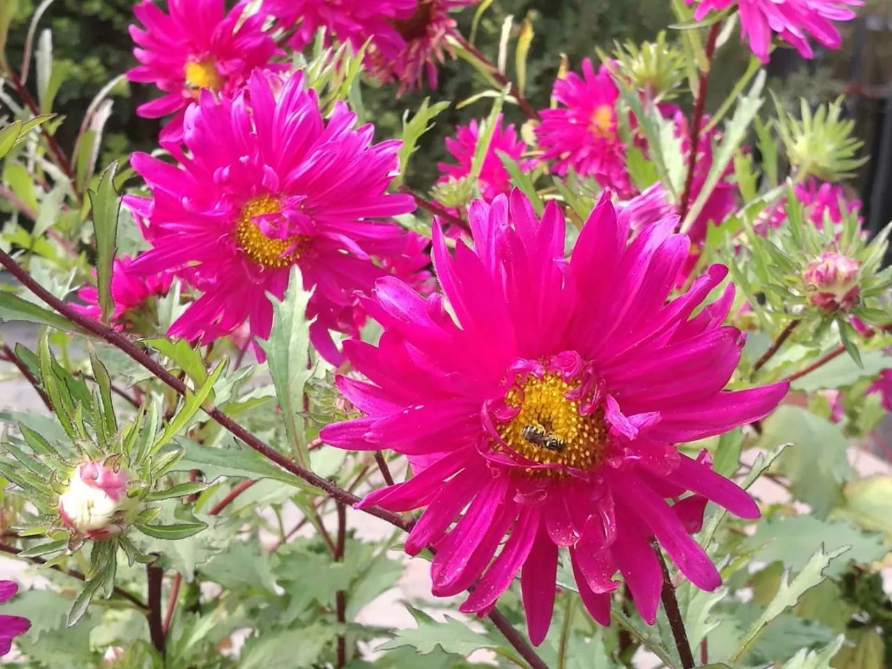 手机摄影作品也可以美不胜收,秋天手机摄影作品欣赏