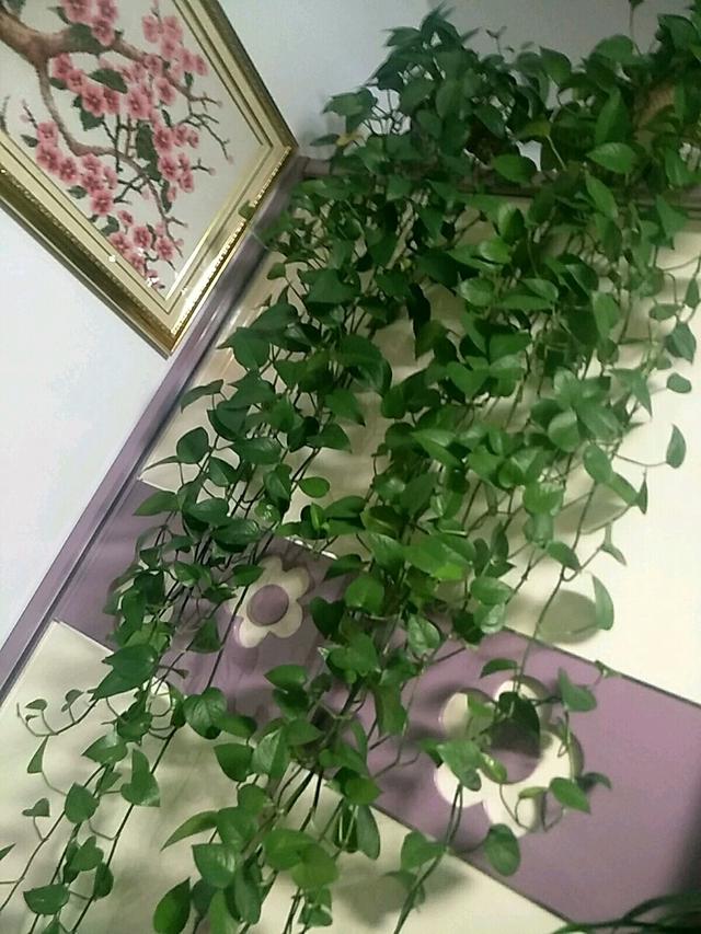 隔壁老奶奶养绿萝，都爬到我家来了！她告诉我绿萝要这么养！