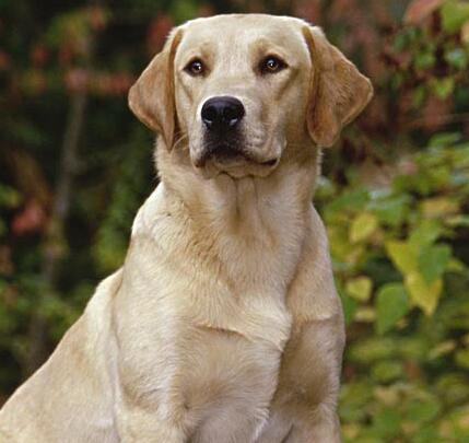 饲养拉布拉多幼犬注意事项视频,拉布拉多幼犬怎么饲养
