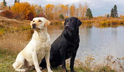 饲养拉布拉多幼犬注意事项视频,拉布拉多幼犬怎么饲养