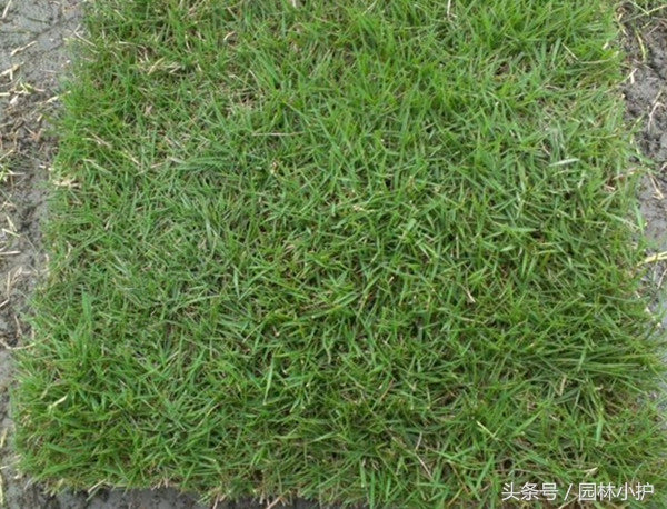 苏州果岭草养护管理技巧,苏州果岭草养护联系方式