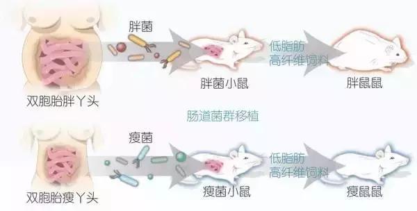 食物卡路里表大全减肥,减肥各种食物卡路里表