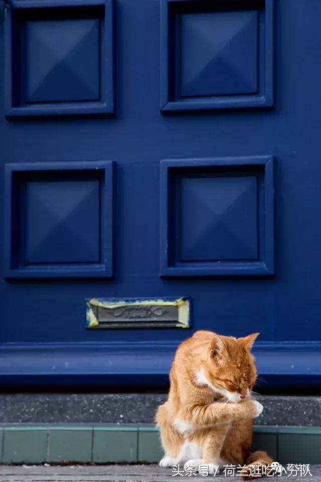 同样是撸猫，看看荷兰人和我们有什么不一样！