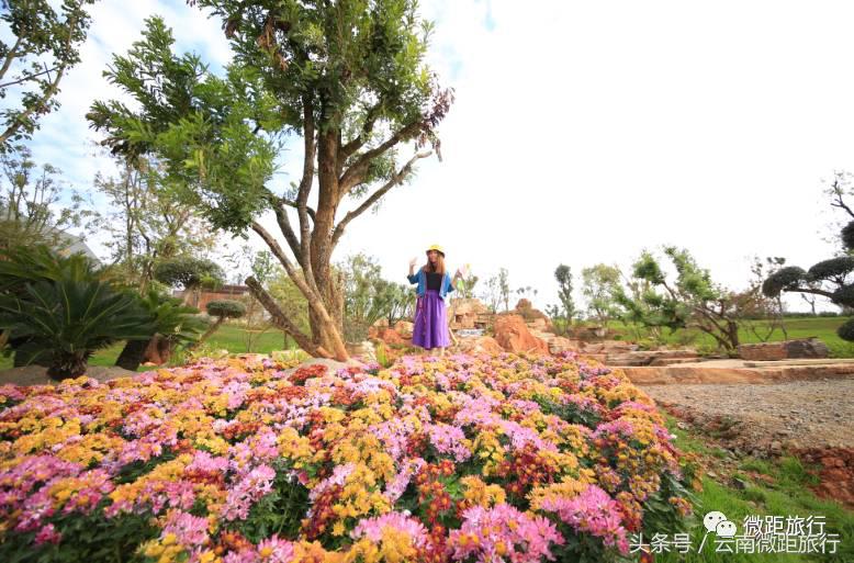 春节免费开放弥勒太平湖森林公园,弥勒太平湖森林公园6月去有花吗