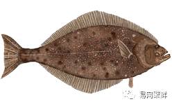 海产市场常见鱼有哪些品种,中国市场常见的进口鱼有哪些