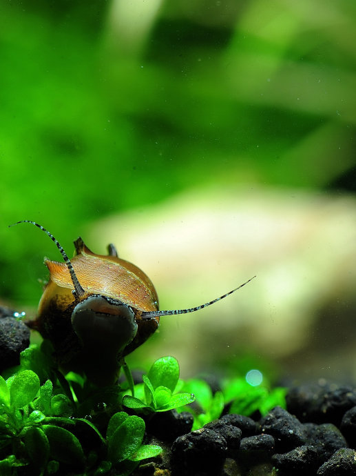 草缸螺类,草缸螺类大全图解