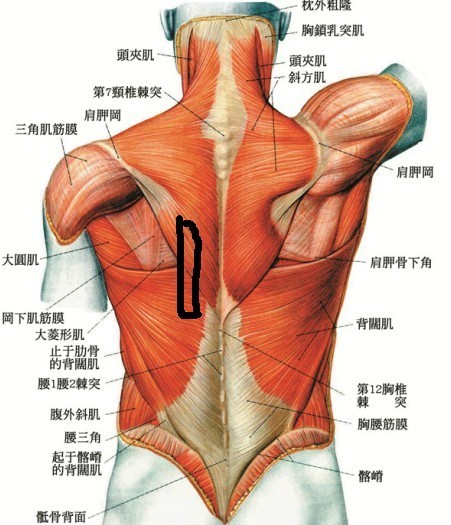 颈椎胸椎腰椎疼康复训练,治疗颈椎背部疼痛的按摩手法