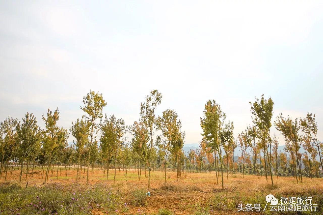 春节免费开放弥勒太平湖森林公园,弥勒太平湖森林公园6月去有花吗