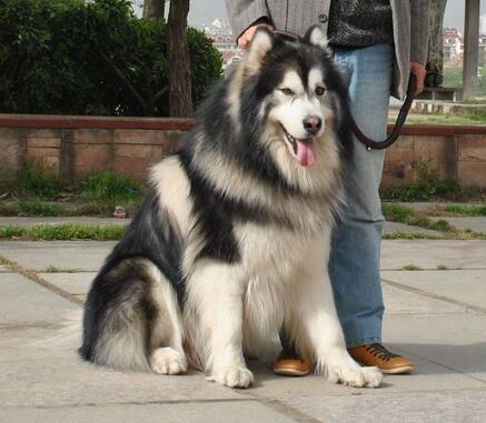 阿拉斯加犬咳嗽怎么治疗,阿拉斯加狗狗感冒什么症状