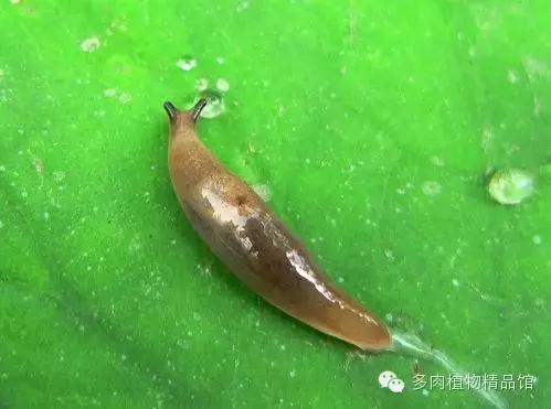 多肉蜗牛虫害怎么杀灭,多肉虫害症状及治疗