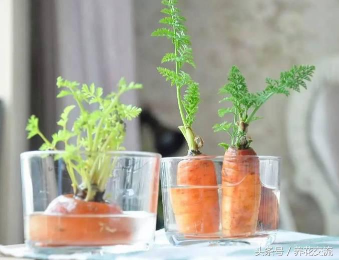 红薯与芋头能一起种吗,红薯忘了吃发芽怎么做盆栽